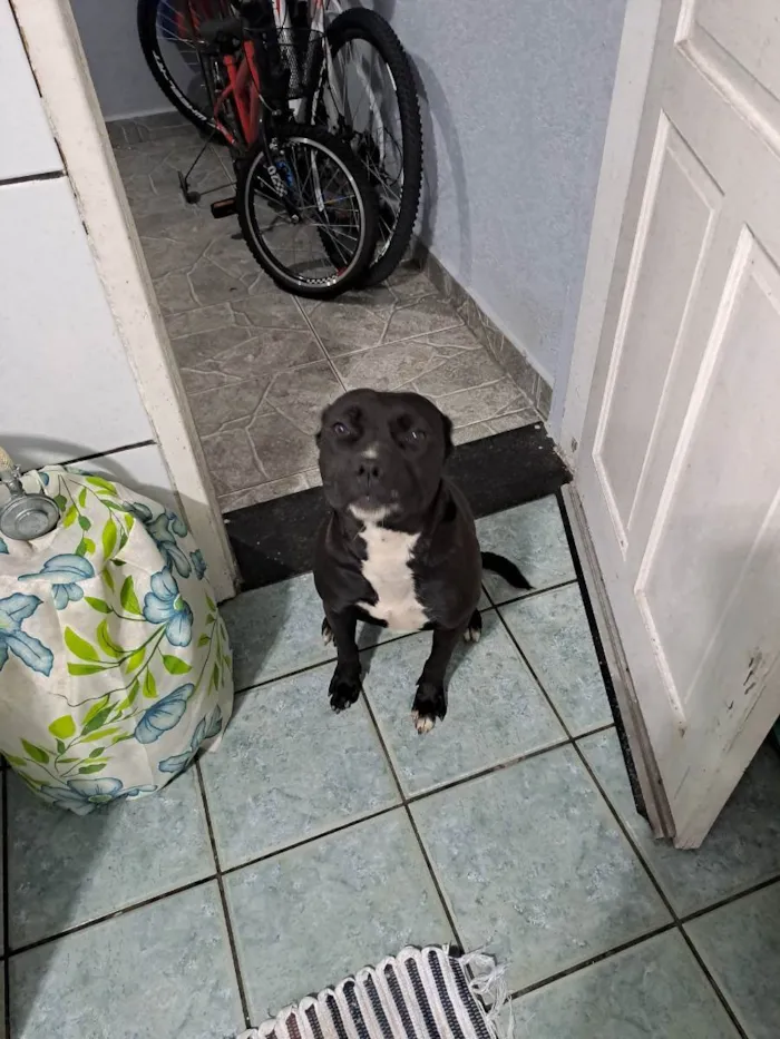 Cachorro ra a Pitbull idade 1 ano nome PANTERA