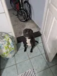 PANTERA