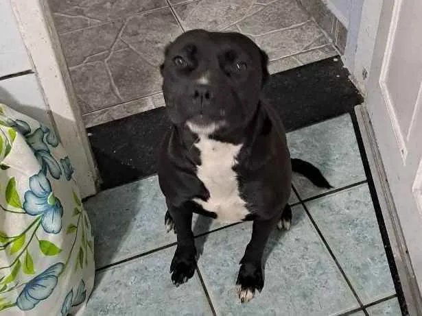 Cachorro ra a Pitbull idade 1 ano nome PANTERA