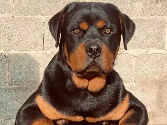 Cachorro ra a Rottweiler idade 7 a 11 meses nome Hummel