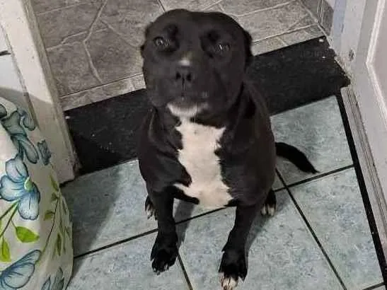 Cachorro ra a Pitbull idade 1 ano nome PANTERA
