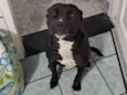 PANTERA