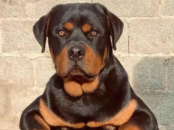 Cachorro ra a Rottweiler idade 7 a 11 meses nome Hummel