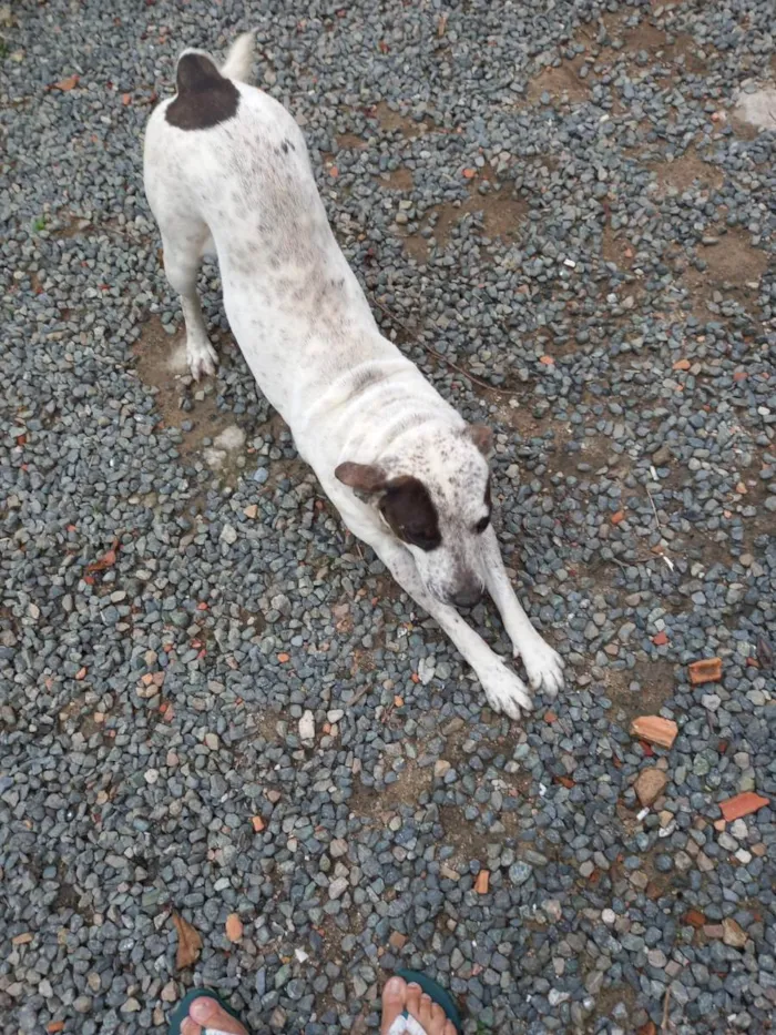 Cachorro ra a Pitbull com outra ração  idade 1 ano nome Escobar