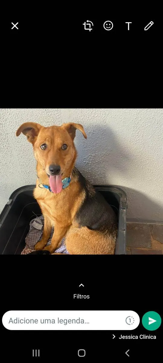 Cachorro ra a SRD idade 1 ano nome Amora