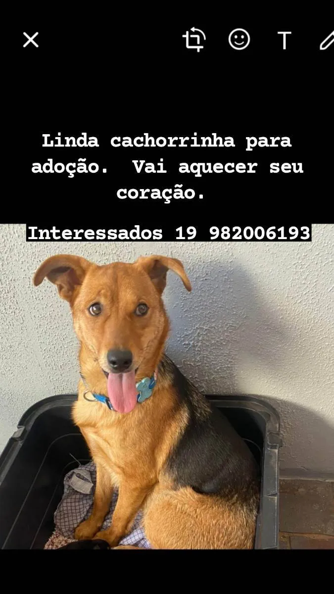 Cachorro ra a SRD idade 1 ano nome Amora