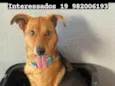 Amora