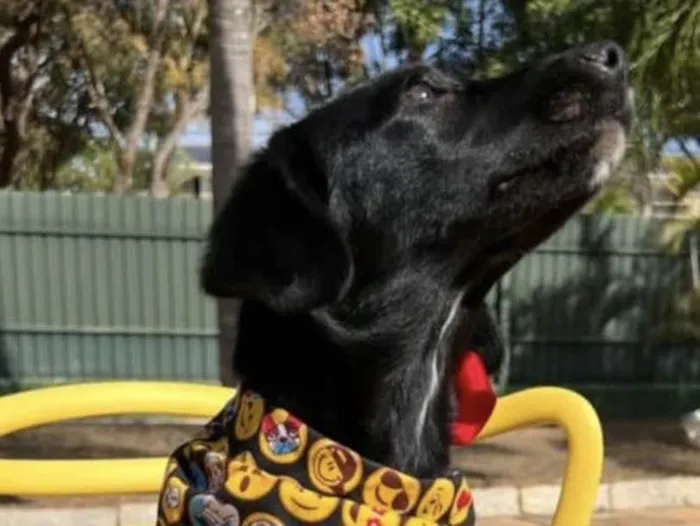 Cachorro ra a Mestiço  idade 2 a 6 meses nome Zeus 