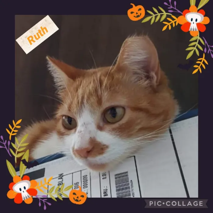 Gato raça Srd idade 2 anos nome Ruth