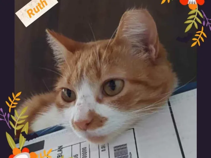 Gato raça Srd idade 2 anos nome Ruth