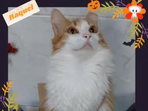 Gato raça Srd idade 2 anos nome Raquel