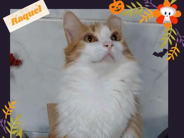 Gato raça Srd idade 2 anos nome Raquel