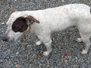 Cachorro raça Pitbull com outra ração  idade 1 ano nome Escobar