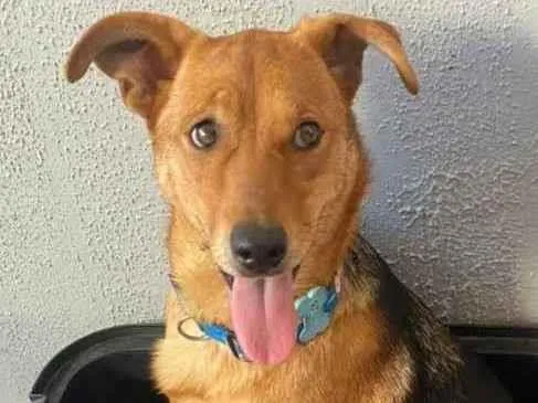 Cachorro ra a SRD idade 1 ano nome Amora