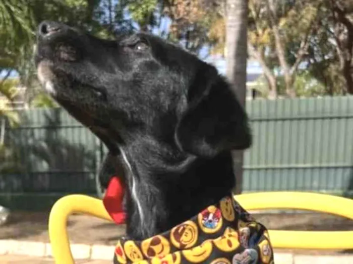 Cachorro ra a Mestiço  idade 2 a 6 meses nome Zeus 