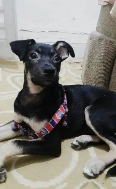 Cachorro ra a Vira lata idade 7 a 11 meses nome Sisi