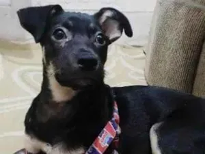 Cachorro raça Vira lata idade 7 a 11 meses nome Sisi