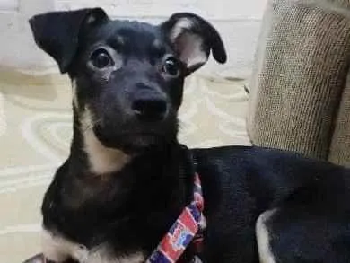 Cachorro ra a Vira lata idade 7 a 11 meses nome Sisi