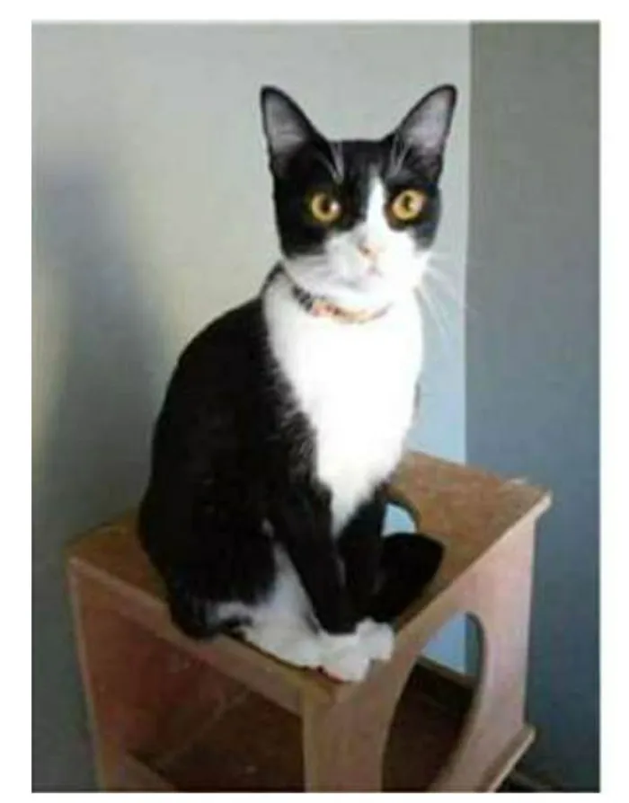 Gato ra a srd frajolinha  idade 2 anos nome MARGÔ