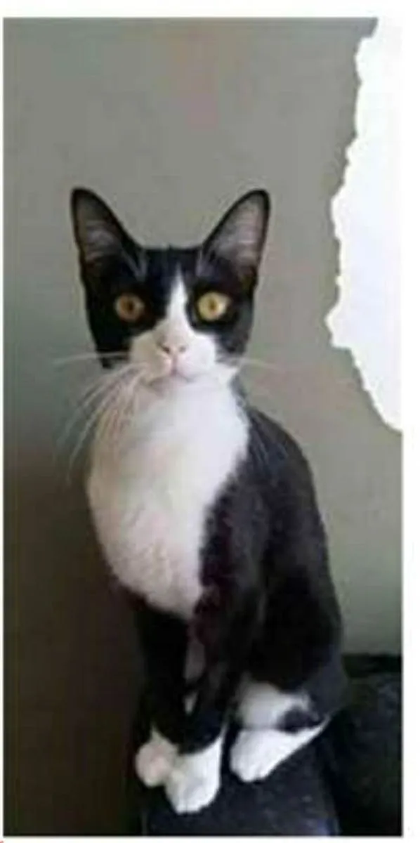 Gato ra a srd frajolinha  idade 2 anos nome MARGÔ