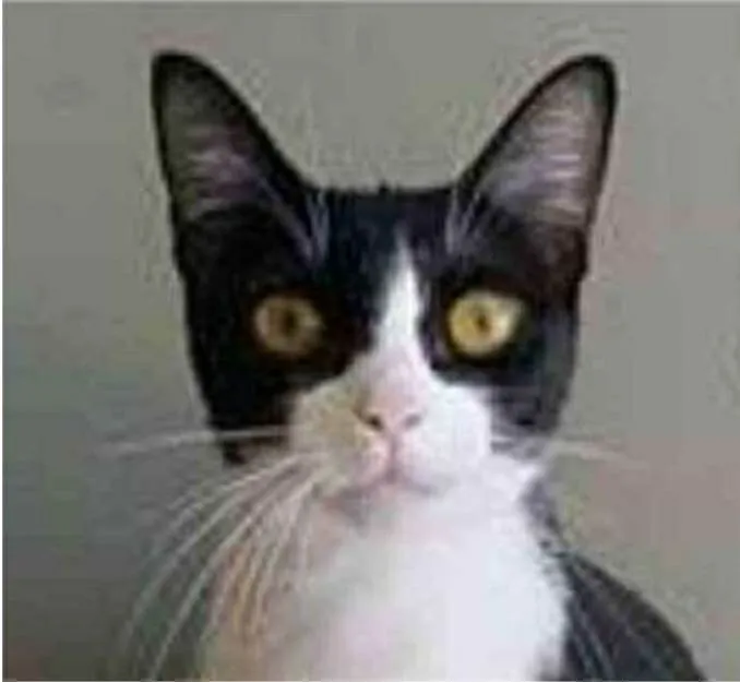 Gato ra a srd frajolinha  idade 2 anos nome MARGÔ