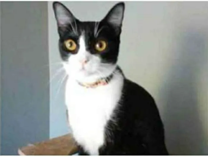 Gato ra a srd frajolinha  idade 2 anos nome MARGÔ
