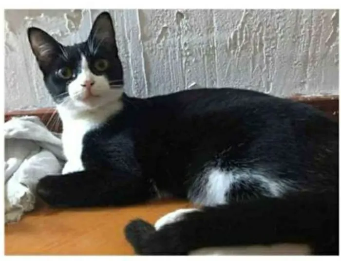 Gato ra a srd frajolinha  idade 2 anos nome MARGÔ