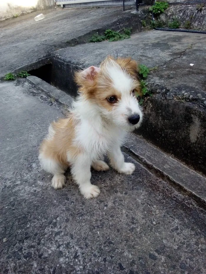 Cachorro ra a Poodle e vira-lata  idade 1 ano nome Maxx