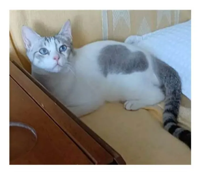 Gato ra a srd bicolor idade 1 ano nome Snow