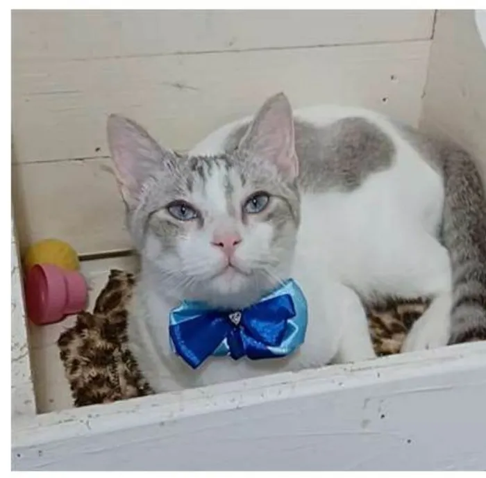 Gato ra a srd bicolor idade 1 ano nome Snow
