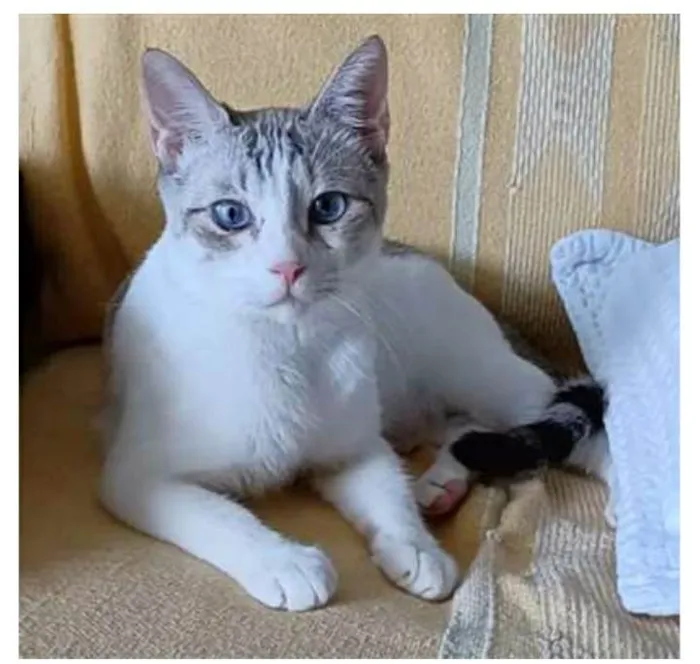 Gato ra a srd bicolor idade 1 ano nome Snow