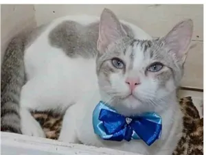 Gato raça srd bicolor idade 1 ano nome Snow