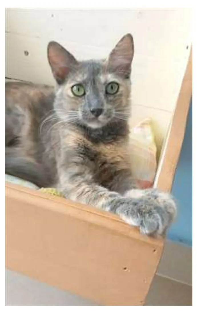 Gato ra a srd  idade 7 a 11 meses nome SUSY