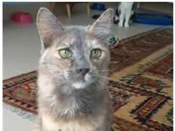 Gato ra a srd  idade 7 a 11 meses nome SUSY