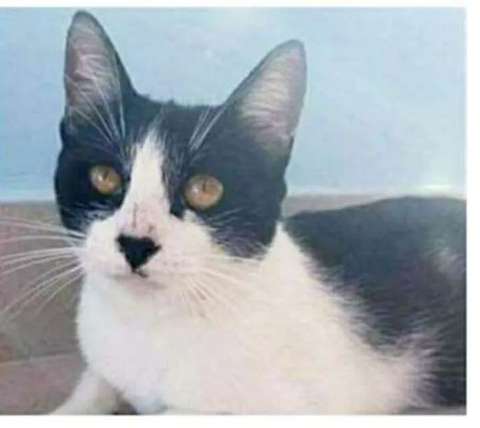 Gato ra a srd frajolinha  idade 1 ano nome MAGGIE