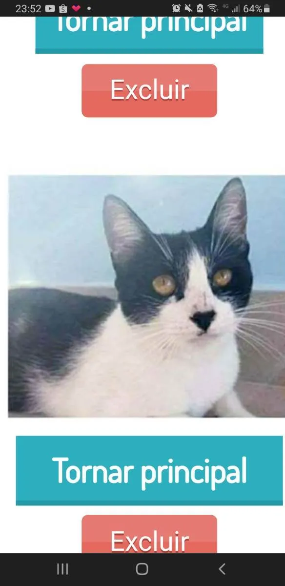 Gato ra a srd frajolinha  idade 1 ano nome MAGGIE