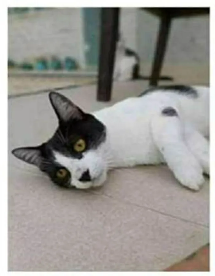 Gato ra a srd frajolinha  idade 1 ano nome MAGGIE