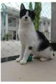 MAGGIE