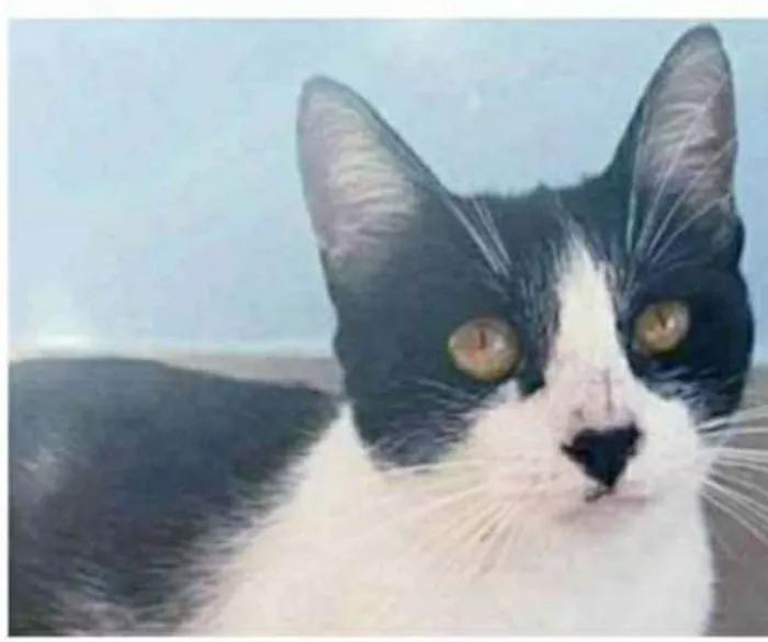 Gato ra a srd frajolinha  idade 1 ano nome MAGGIE