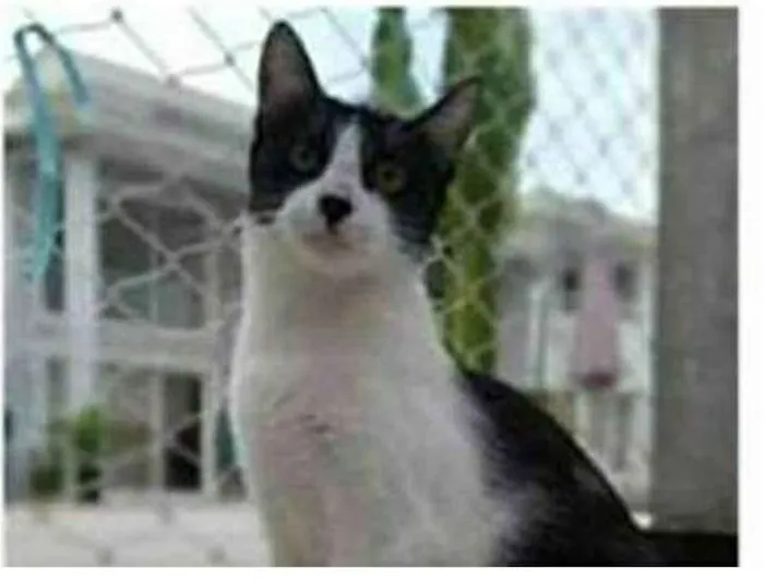 Gato ra a srd frajolinha  idade 1 ano nome MAGGIE