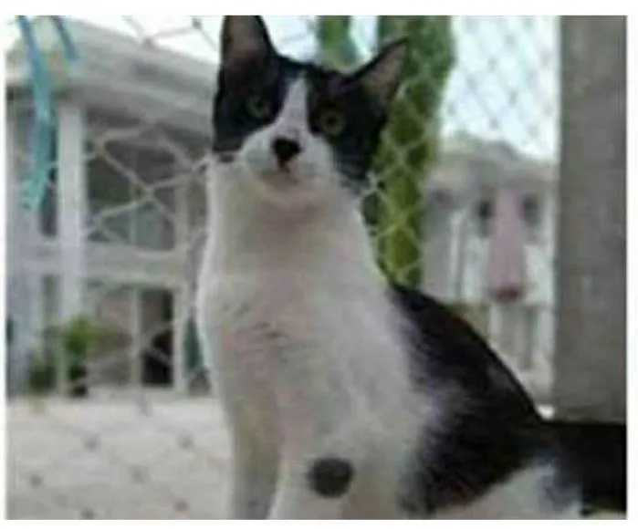 Gato ra a srd frajolinha  idade 1 ano nome MAGGIE