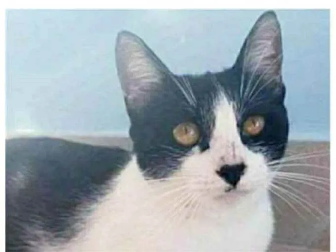 Gato ra a srd frajolinha  idade 1 ano nome MAGGIE