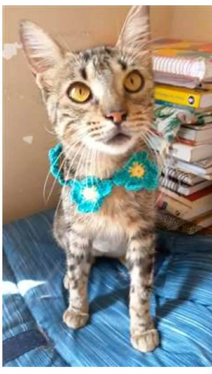 Gato ra a srd tigradinha idade 7 a 11 meses nome NINA