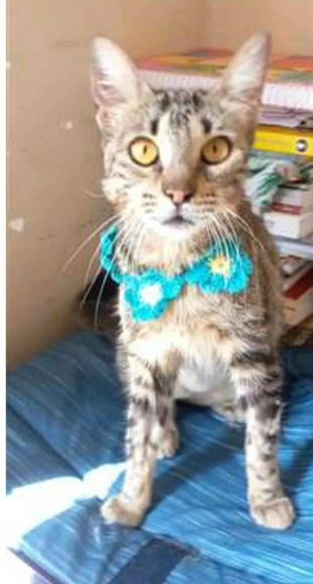 Gato ra a srd tigradinha idade 7 a 11 meses nome NINA