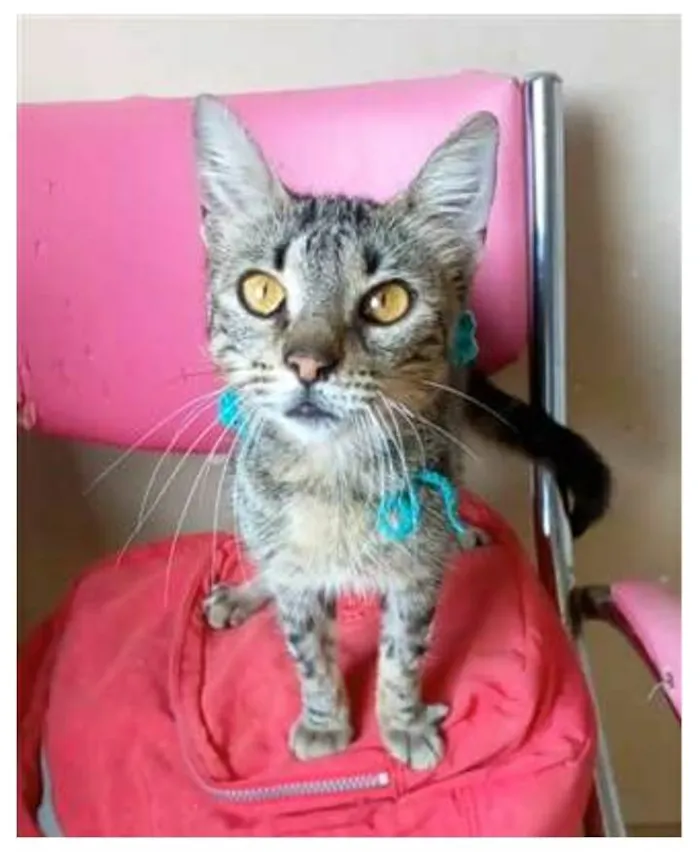 Gato ra a srd tigradinha idade 7 a 11 meses nome NINA