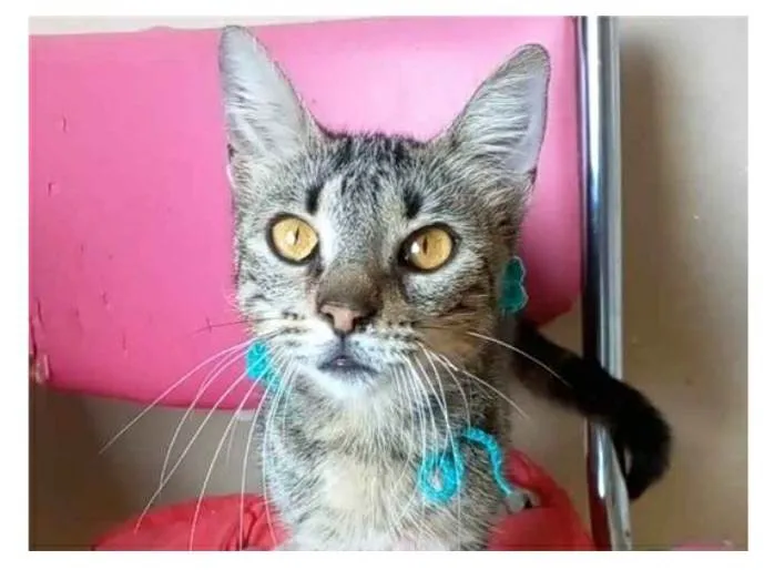 Gato ra a srd tigradinha idade 7 a 11 meses nome NINA