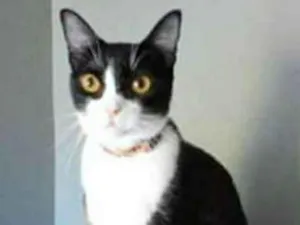 Gato raça srd frajolinha  idade 2 anos nome MARGÔ