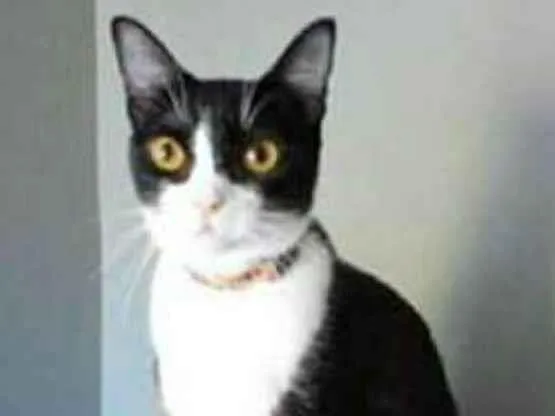 Gato ra a srd frajolinha  idade 2 anos nome MARGÔ