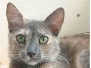 Gato raça srd  idade 7 a 11 meses nome SUSY