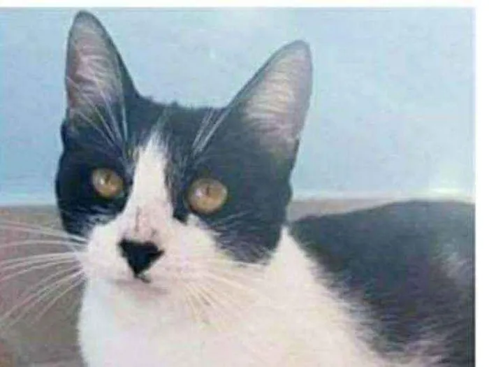 Gato ra a srd frajolinha  idade 1 ano nome MAGGIE